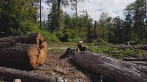 Best Stump Grinding and Removal  in Point Mackenzie, AK