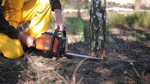 Best Tree Maintenance Programs  in Point Mackenzie, AK