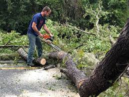 Best Tree and Shrub Care  in Point Mackenzie, AK