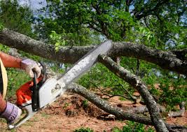 Point Mackenzie, AK Tree Removal Company