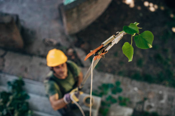 Best Arborist Consultation Services  in Point Mackenzie, AK