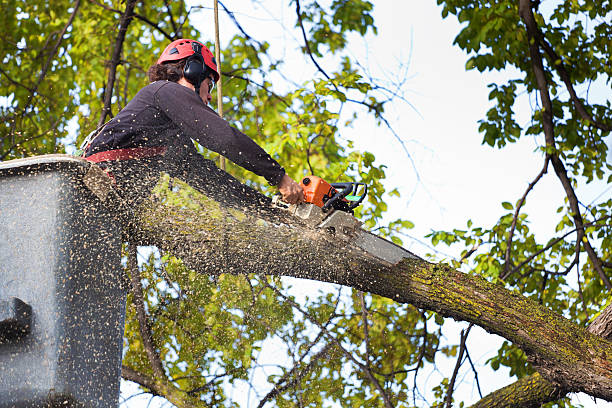 Best Lawn Watering Services  in Point Mackenzie, AK